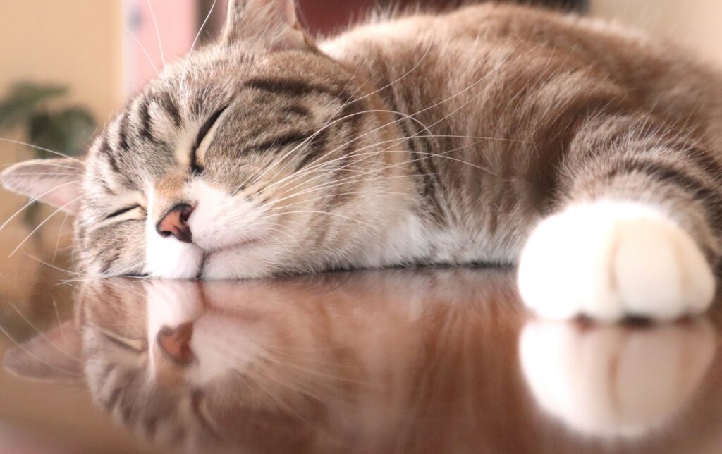 自宅療養中の「暇つぶし」、どうしてる？〜心と体にやさしい、ゆるっと過ごすヒント〜